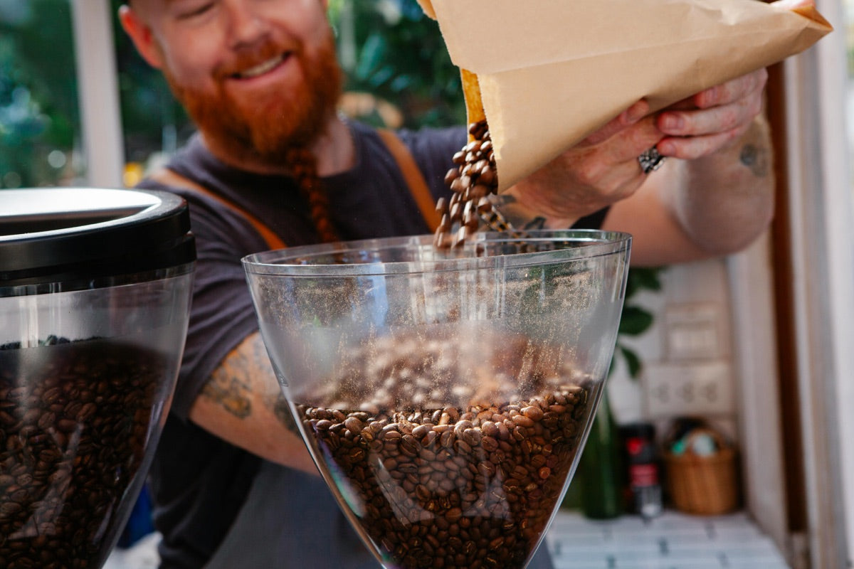Barista pouring freshly roasted coffee beans into a grinder at Doctopus Coffee in Chicago