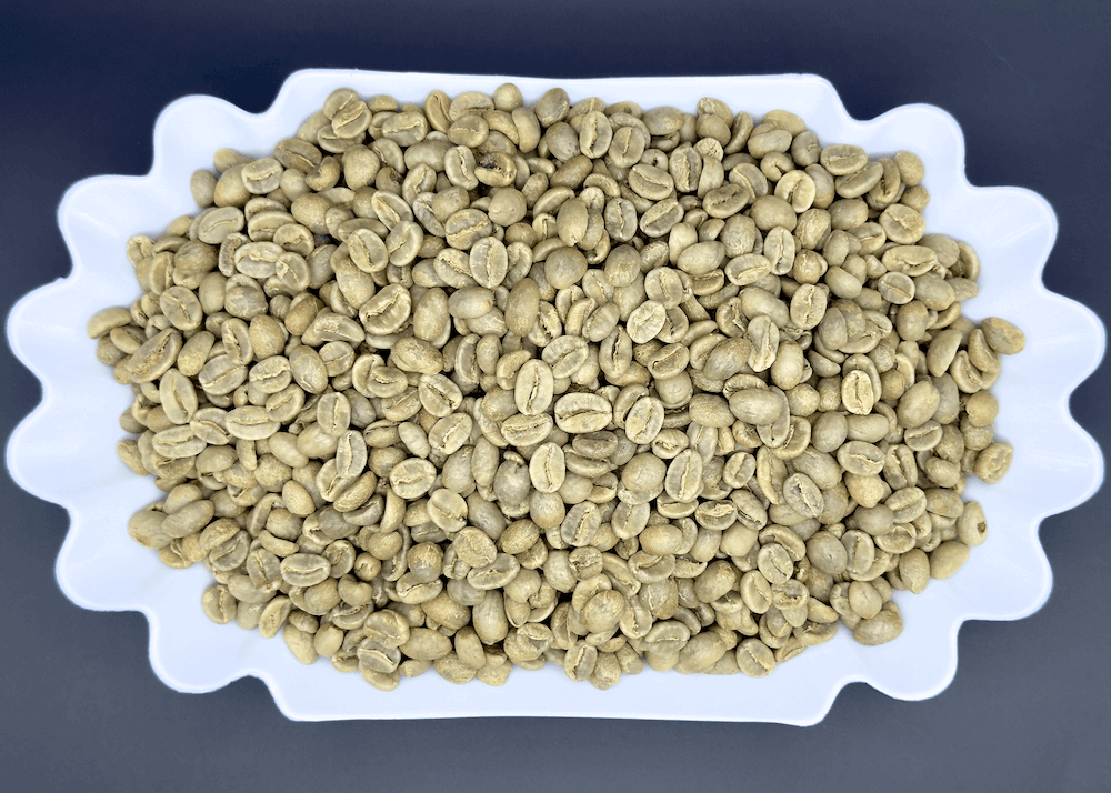 Unroasted green coffee beans from Argelia Cauca Colombia displayed in white scalloped dish, showing uniform size and characteristic pale green color