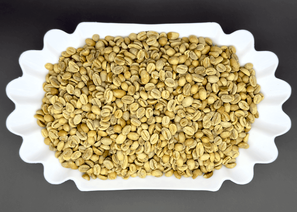 Unroasted green coffee beans from Ethiopian Dembi Sidama displayed in white scalloped dish, showing characteristic pale color of raw beans