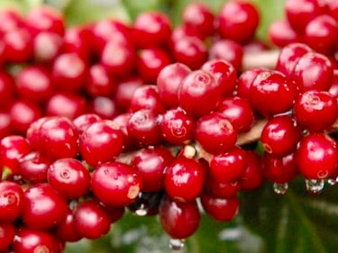 Bright red, ripe coffee cherries hanging from a tree branch, glistening with morning dew, representing the freshness of high-quality coffee harvests.